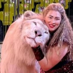 ۔،۔ سرکس کے شیر کے بچے نے تین سالہ بچی پر حملہ کر دیا۔ نذر حسین۔،۔