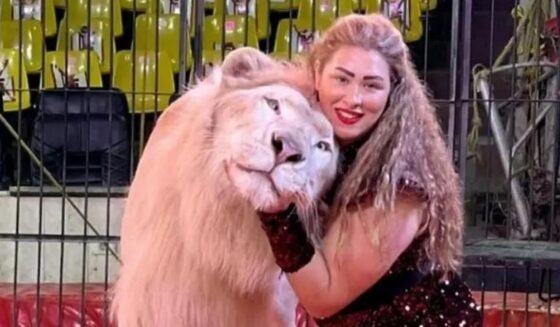 ۔،۔ سرکس کے شیر کے بچے نے تین سالہ بچی پر حملہ کر دیا۔ نذر حسین۔،۔