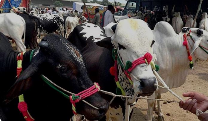۔،۔ عید الاضحی 2025 کی ممکنہ تاریخ  6 جون بروز جمعّہ ہو سکتی ہے۔ نذر حسین۔،۔