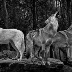 ۔،۔بھارتی بھیڑیوں کے ہاتھوں انسانی زندگیاں خطرے میں نُو افراد جن میں بچے تھے ہلاک۔ نذر حسین۔،۔