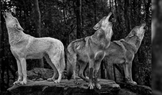 ۔،۔بھارتی بھیڑیوں کے ہاتھوں انسانی زندگیاں خطرے میں نُو افراد جن میں بچے تھے ہلاک۔ نذر حسین۔،۔