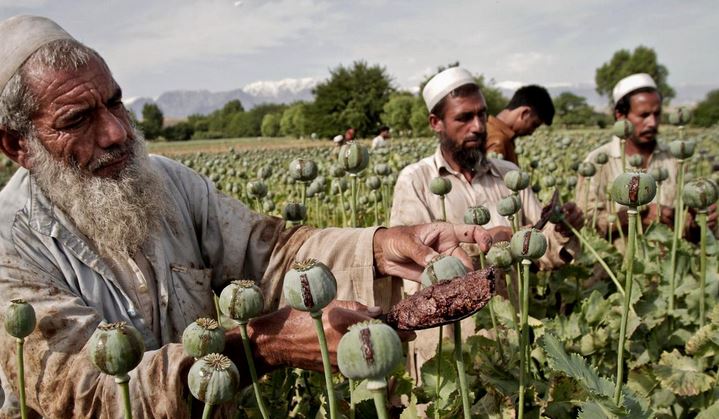 ۔،۔ سی آئی اے نے بظاہر افیون کی کاشت کو سبو تاثرکرنے کے لئے اربوں ٹریٹڈ پوست کے بیج افغانستان پر گرائے۔ نذر حسین۔،۔