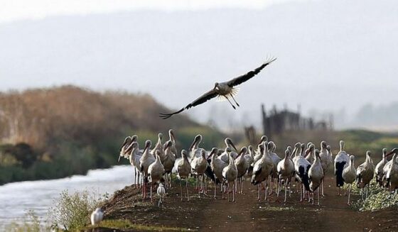 ۔،۔ اسپین میں برڈ فلو سے تقریباََ 400 چار سو سارس مر گئے۔ نذر حسین۔،۔