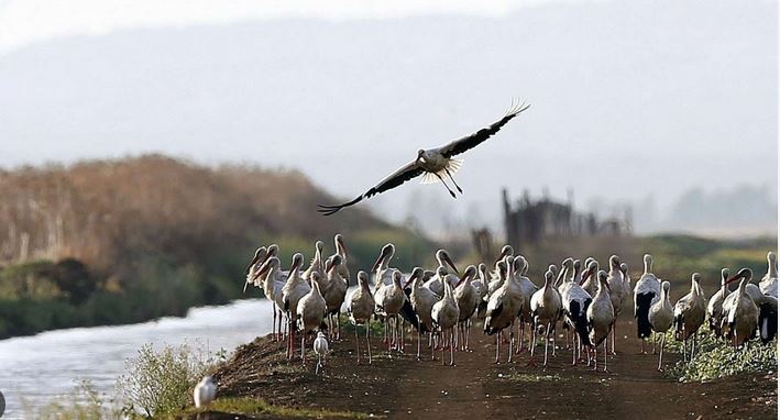 ۔،۔ اسپین میں برڈ فلو سے تقریباََ 400 چار سو سارس مر گئے۔ نذر حسین۔،۔